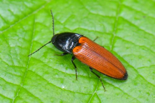 Réf. 234 092 : Ampedus sp.